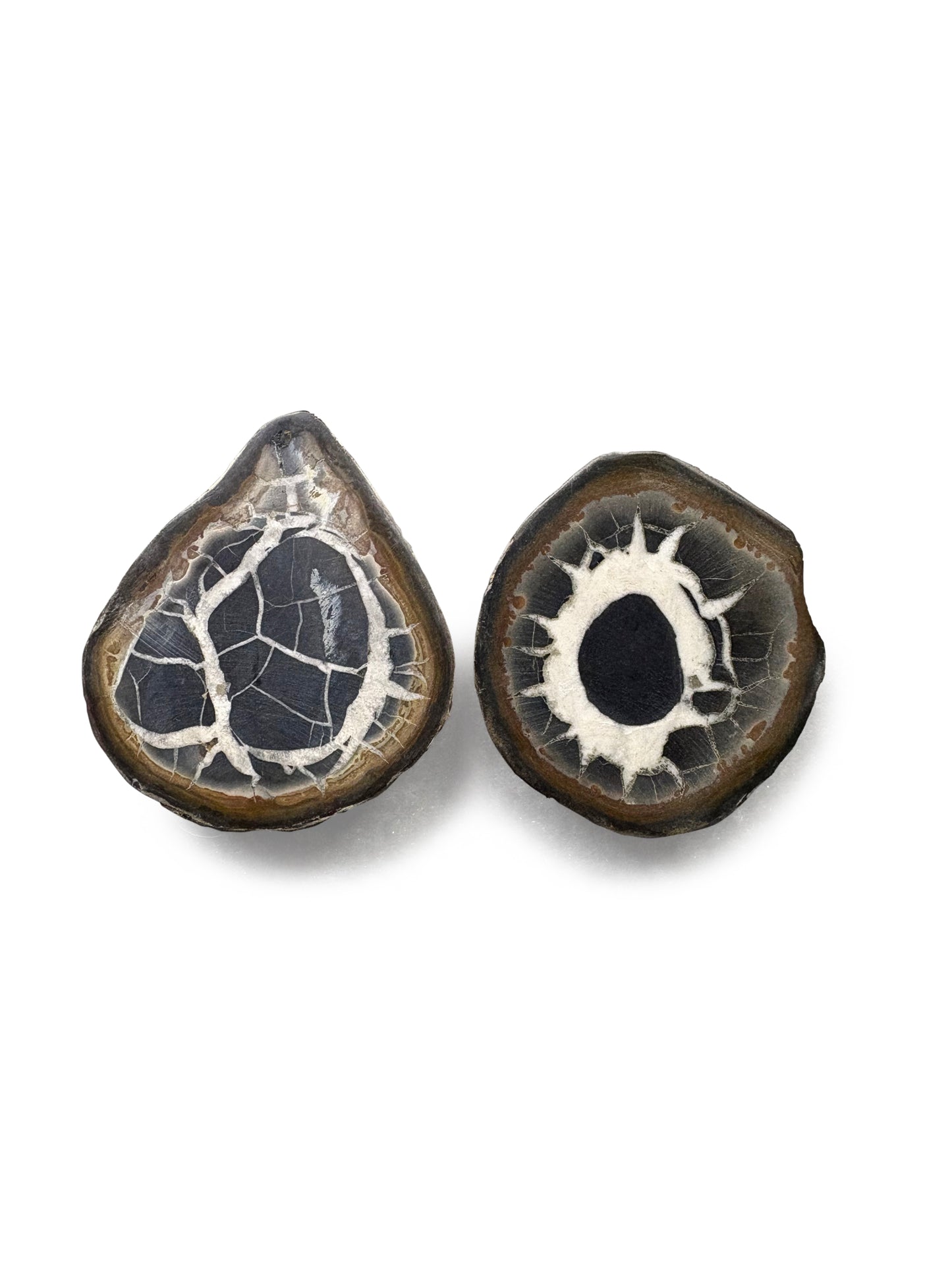 Septarian Nodules