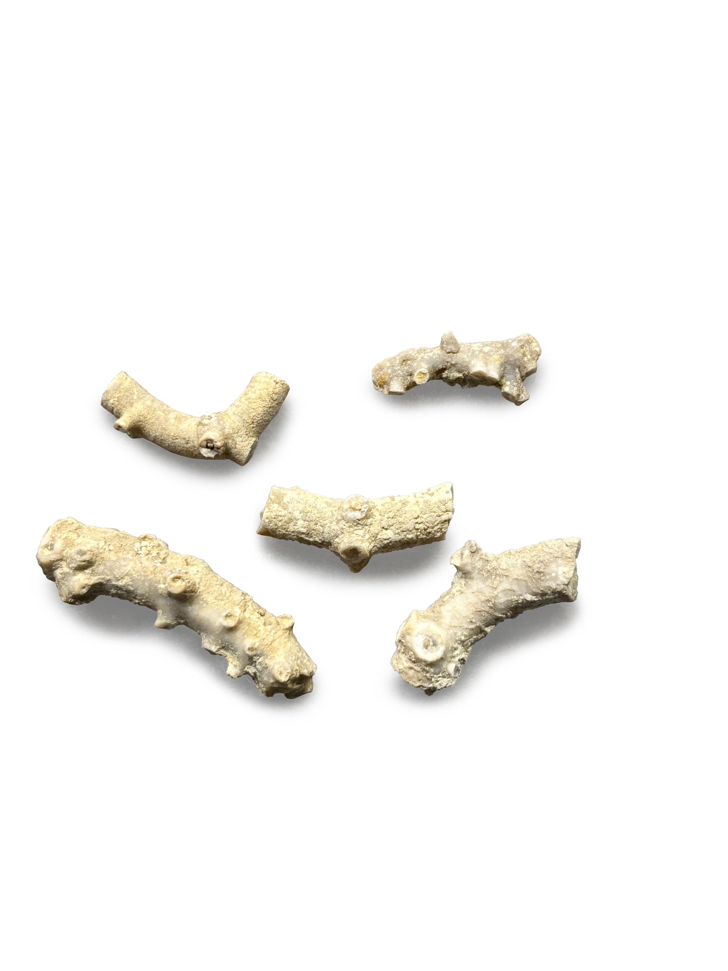 Crinoid Stems Collection