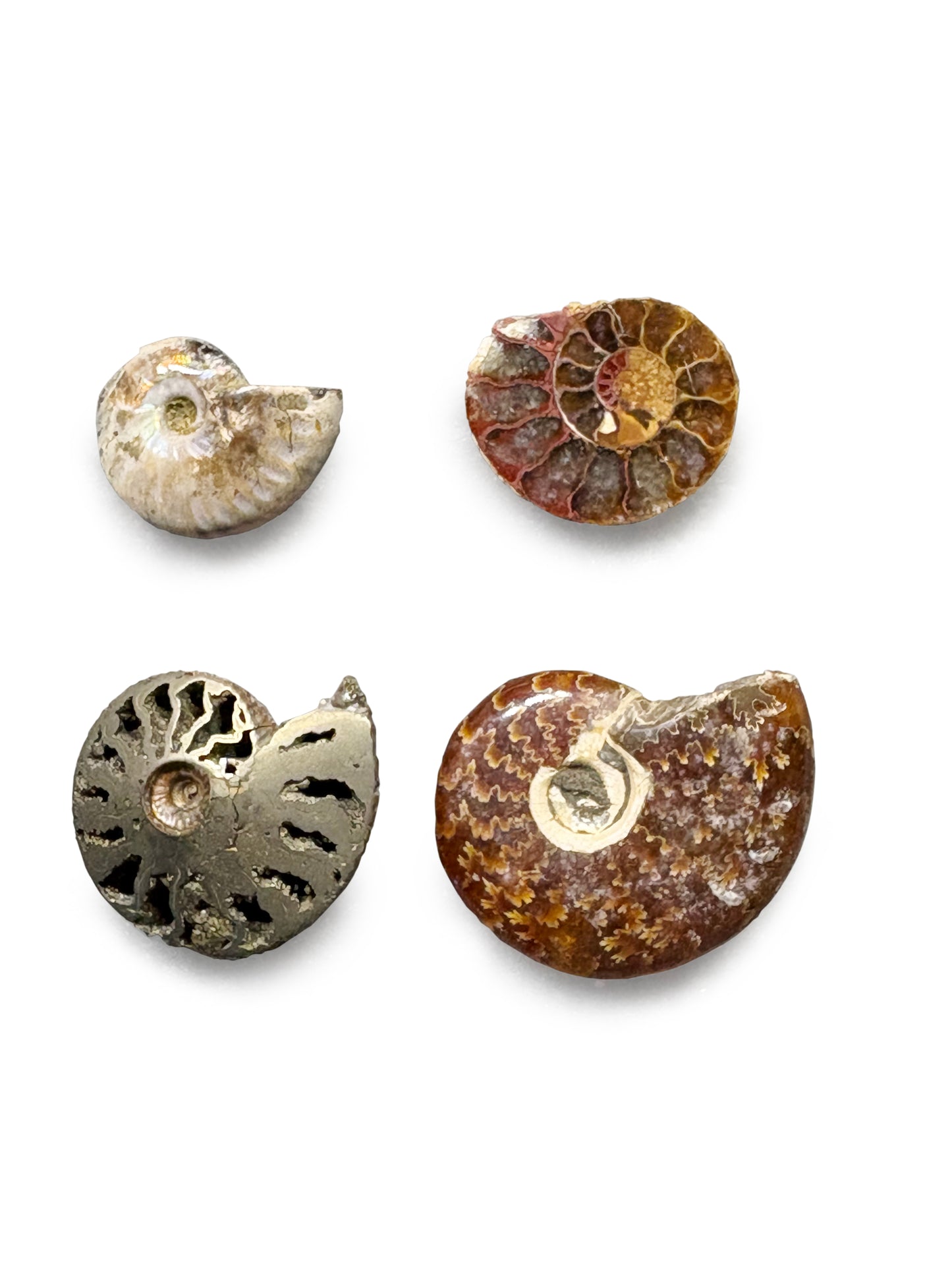 Ammonite Collection
