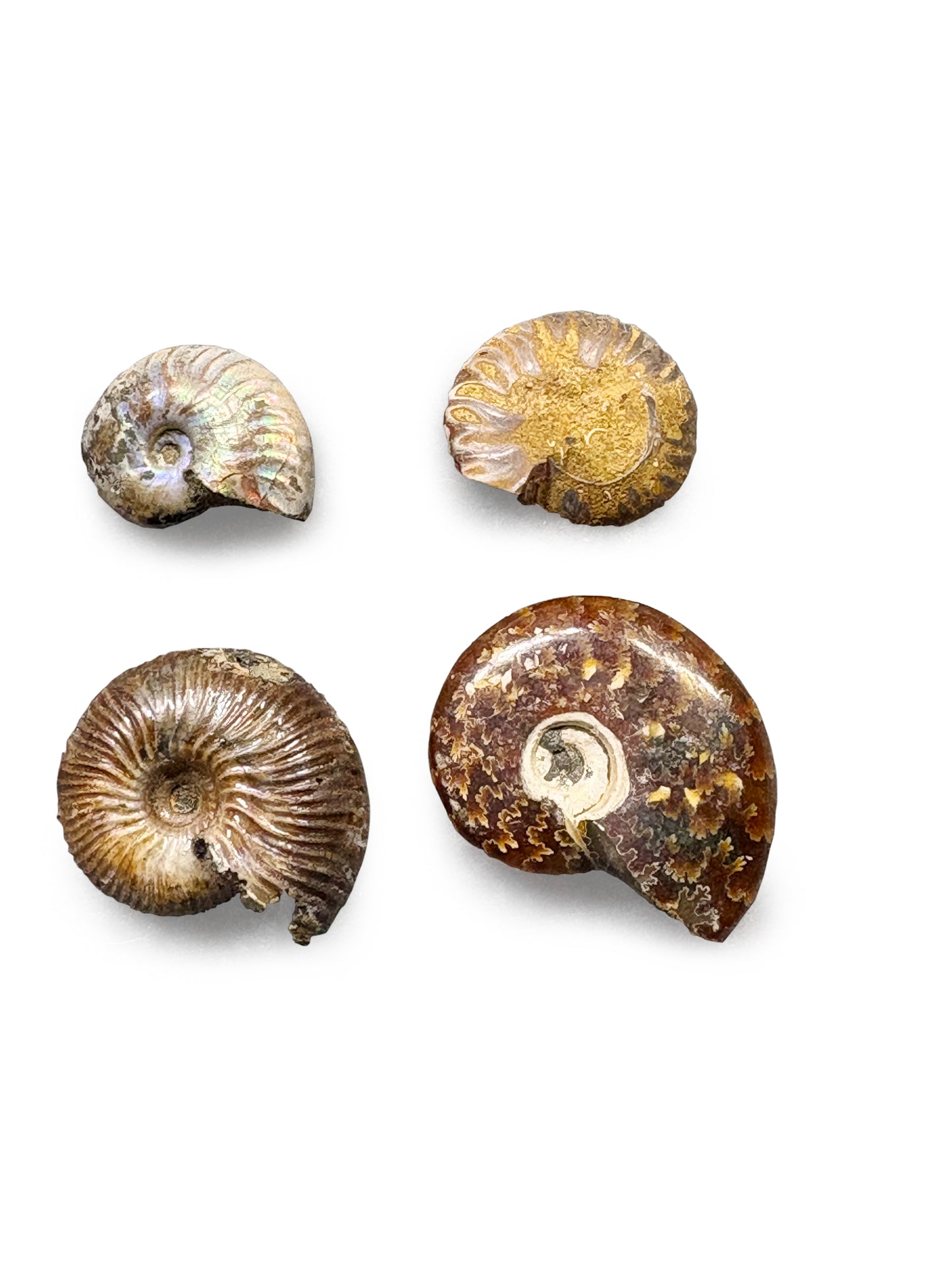 Ammonite Collection