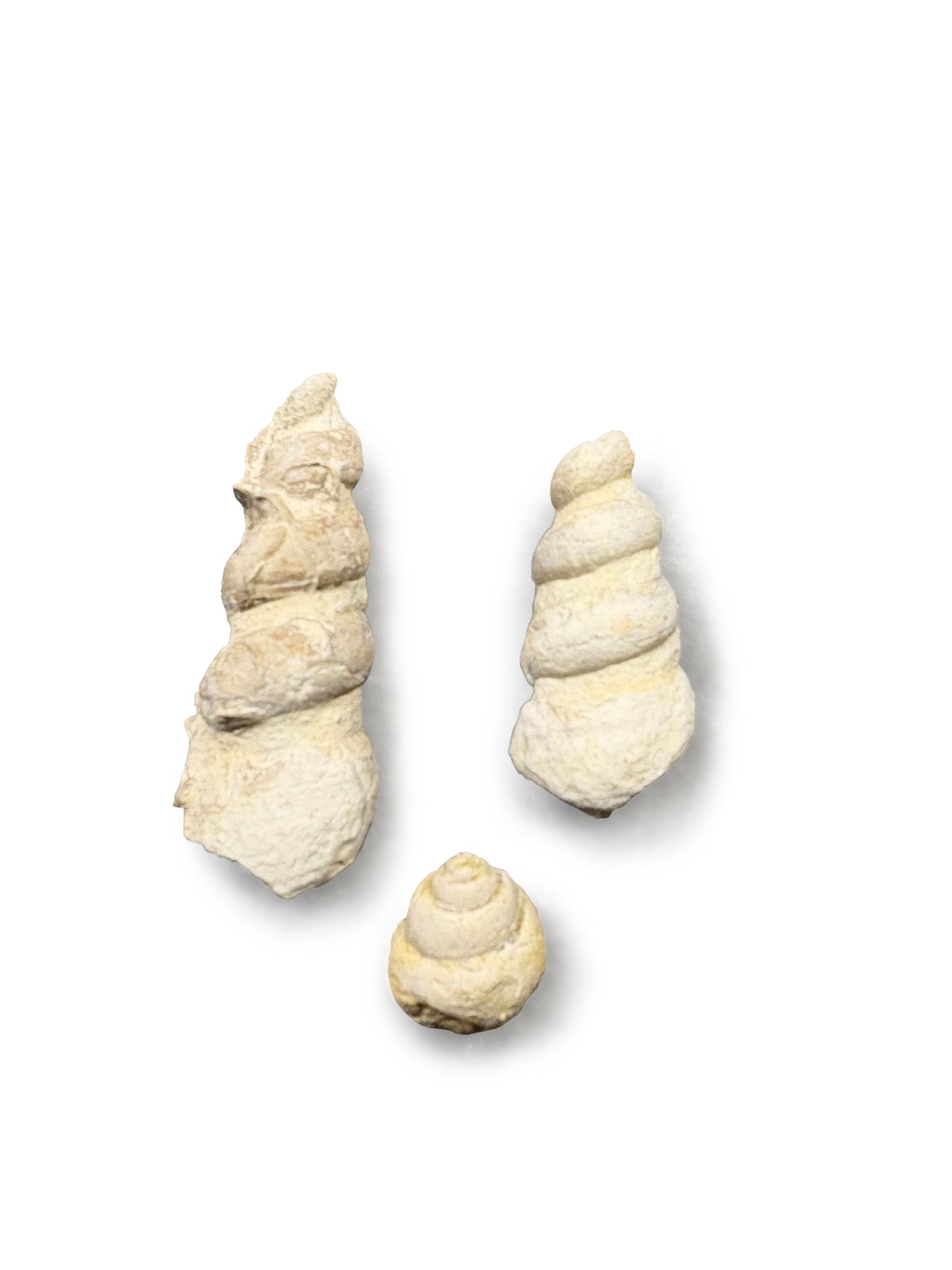 Turritella and Gastropod Collection