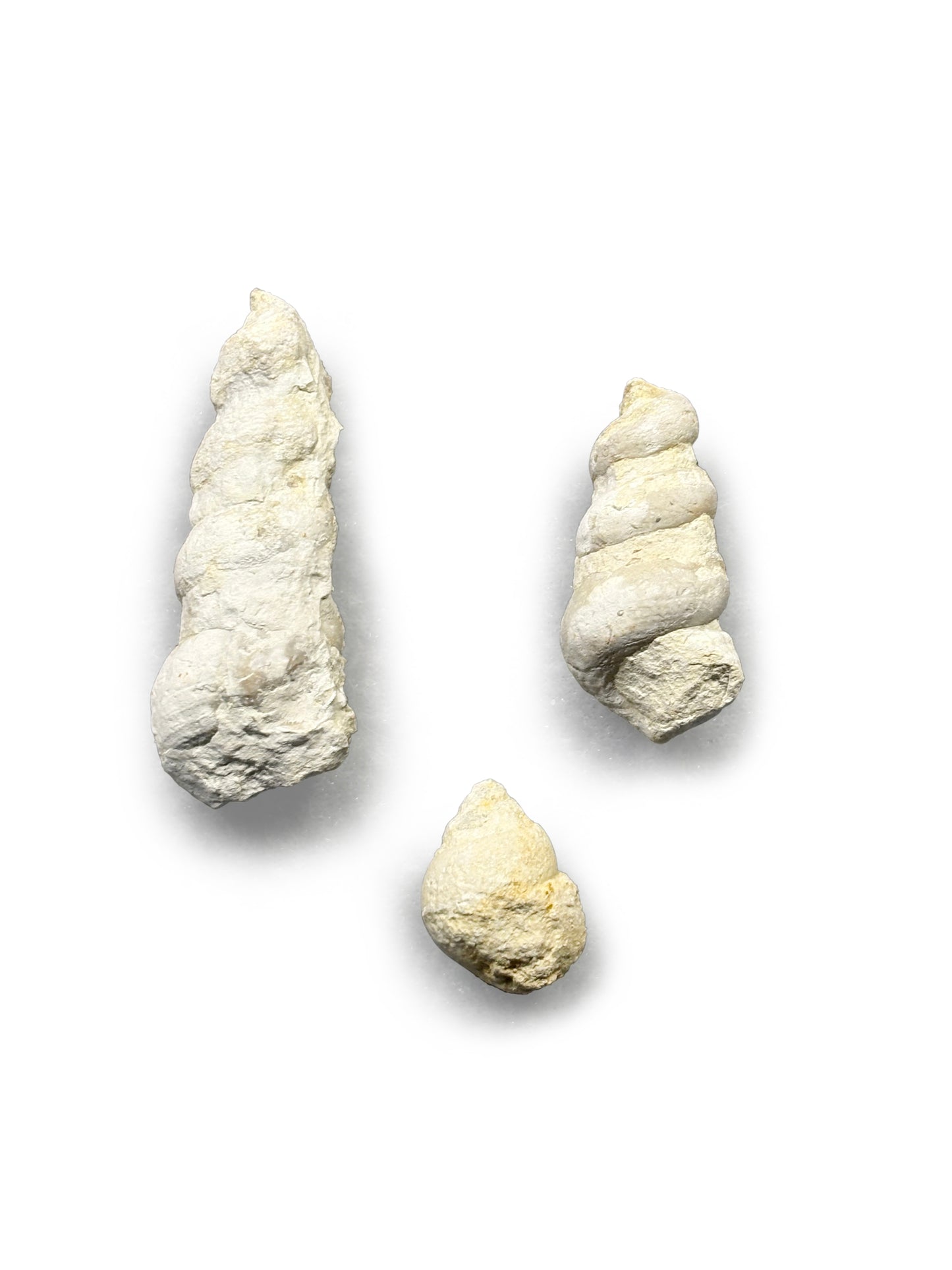 Turritella and Gastropod Collection