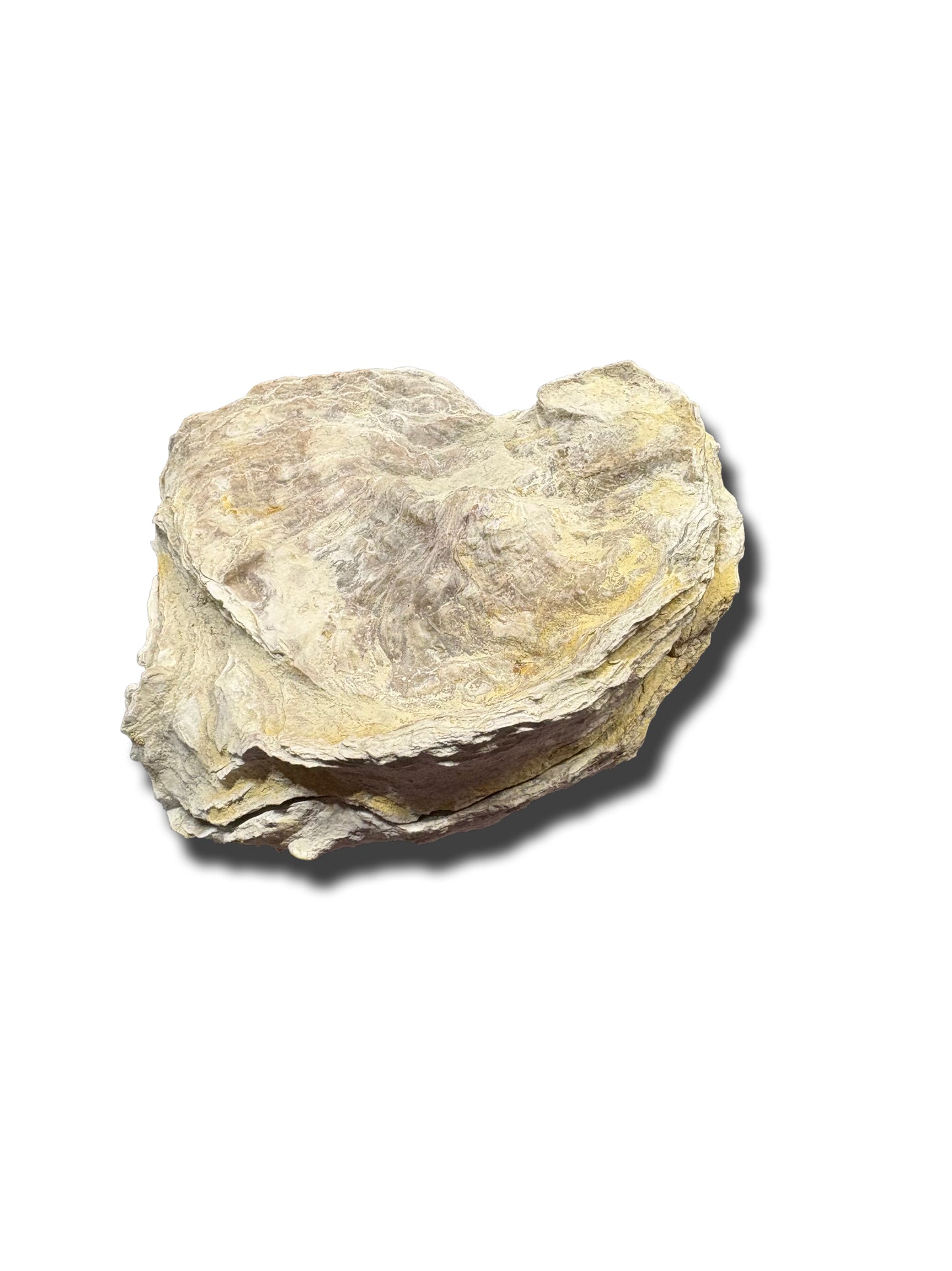 Texas Fossilized Oyster