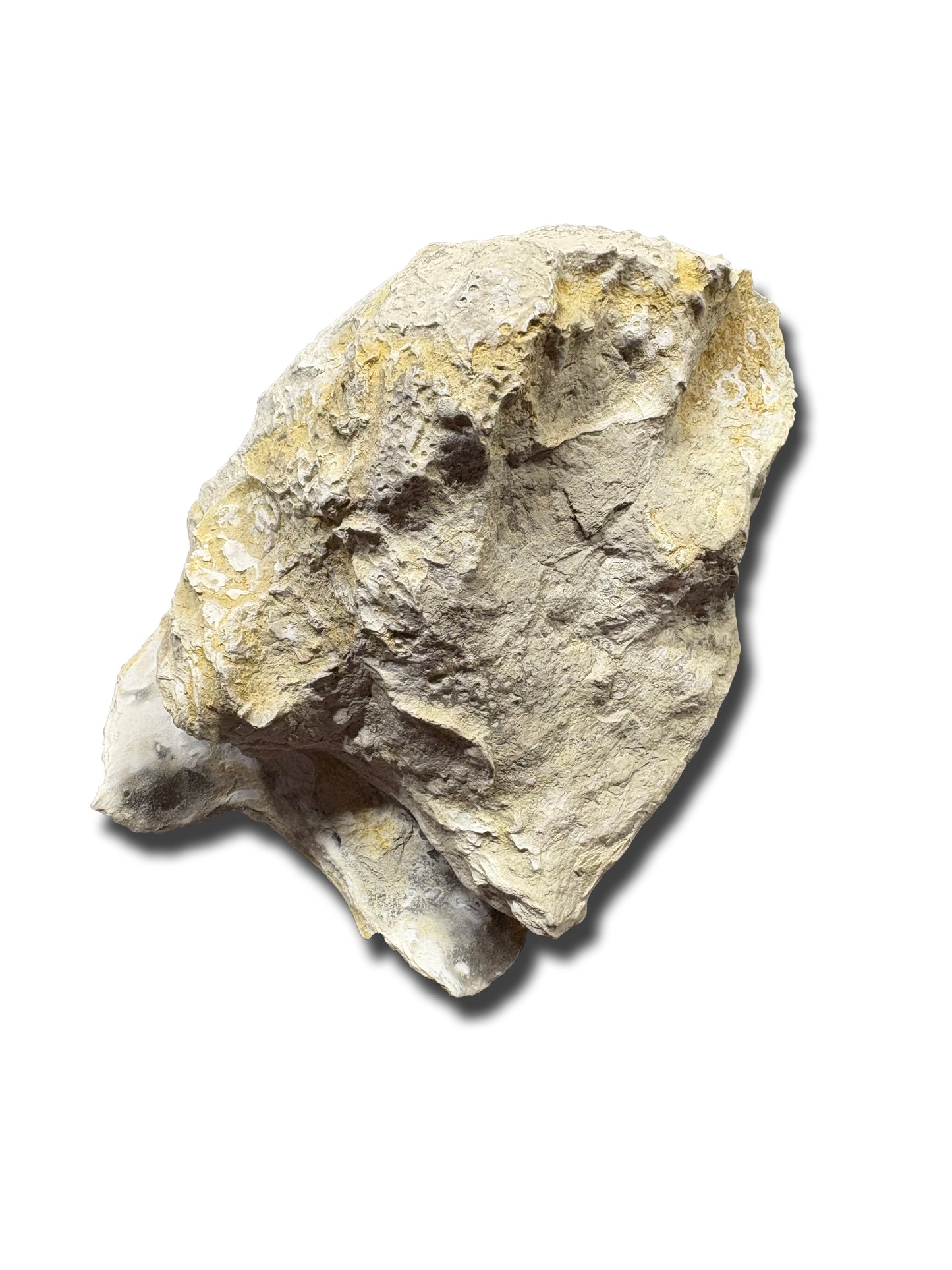 Texas Fossilized Oyster
