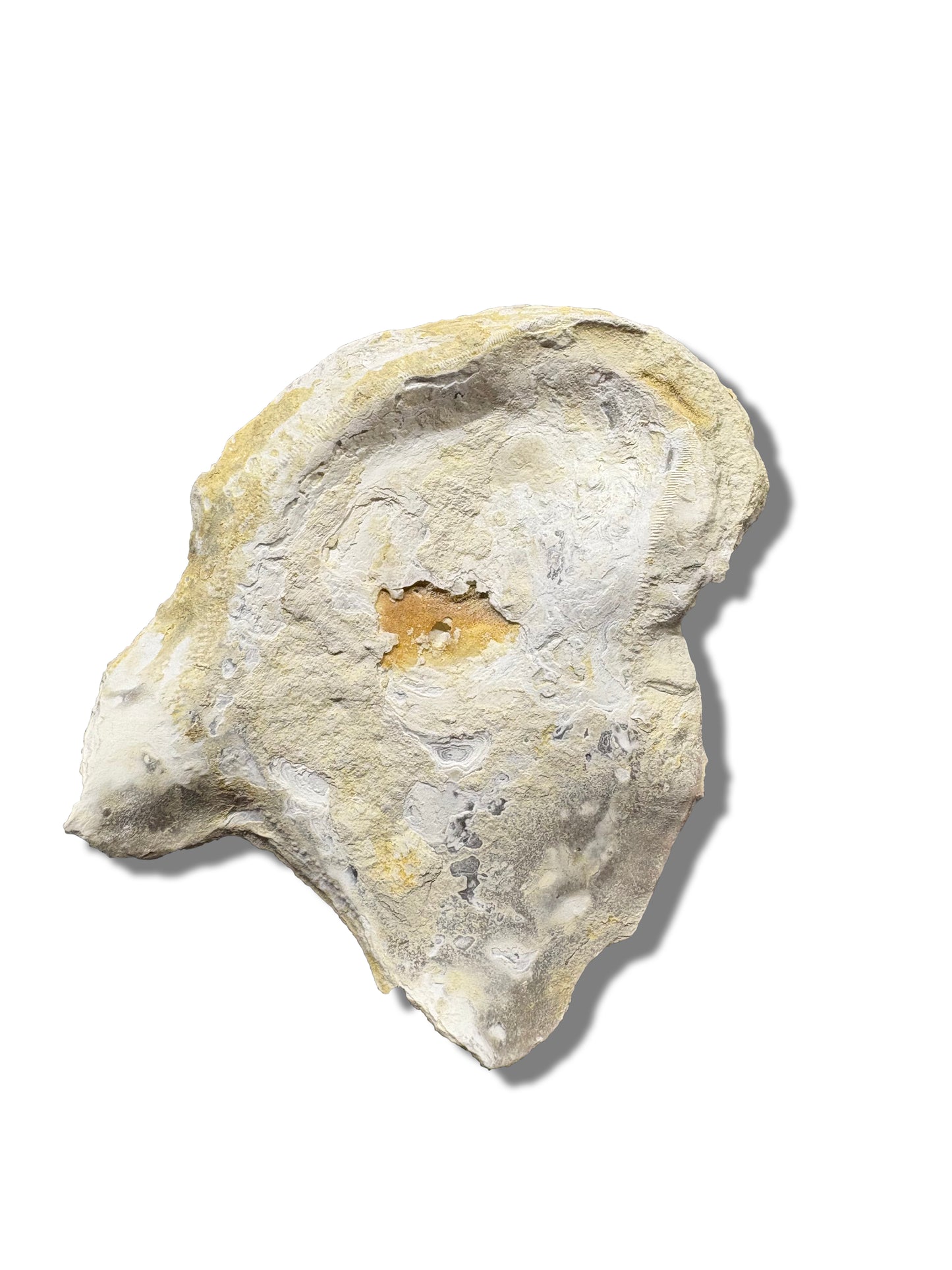 Texas Fossilized Oyster