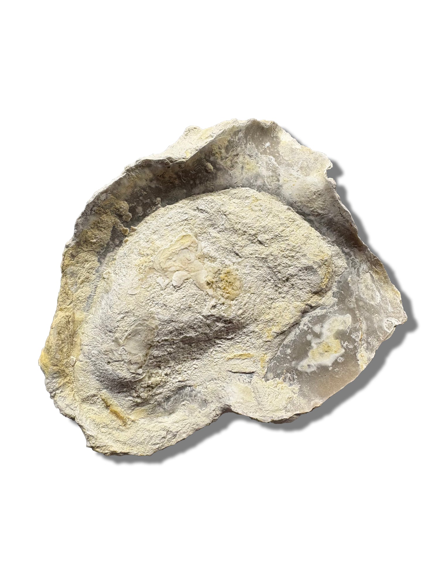 Texas Fossilized Oyster