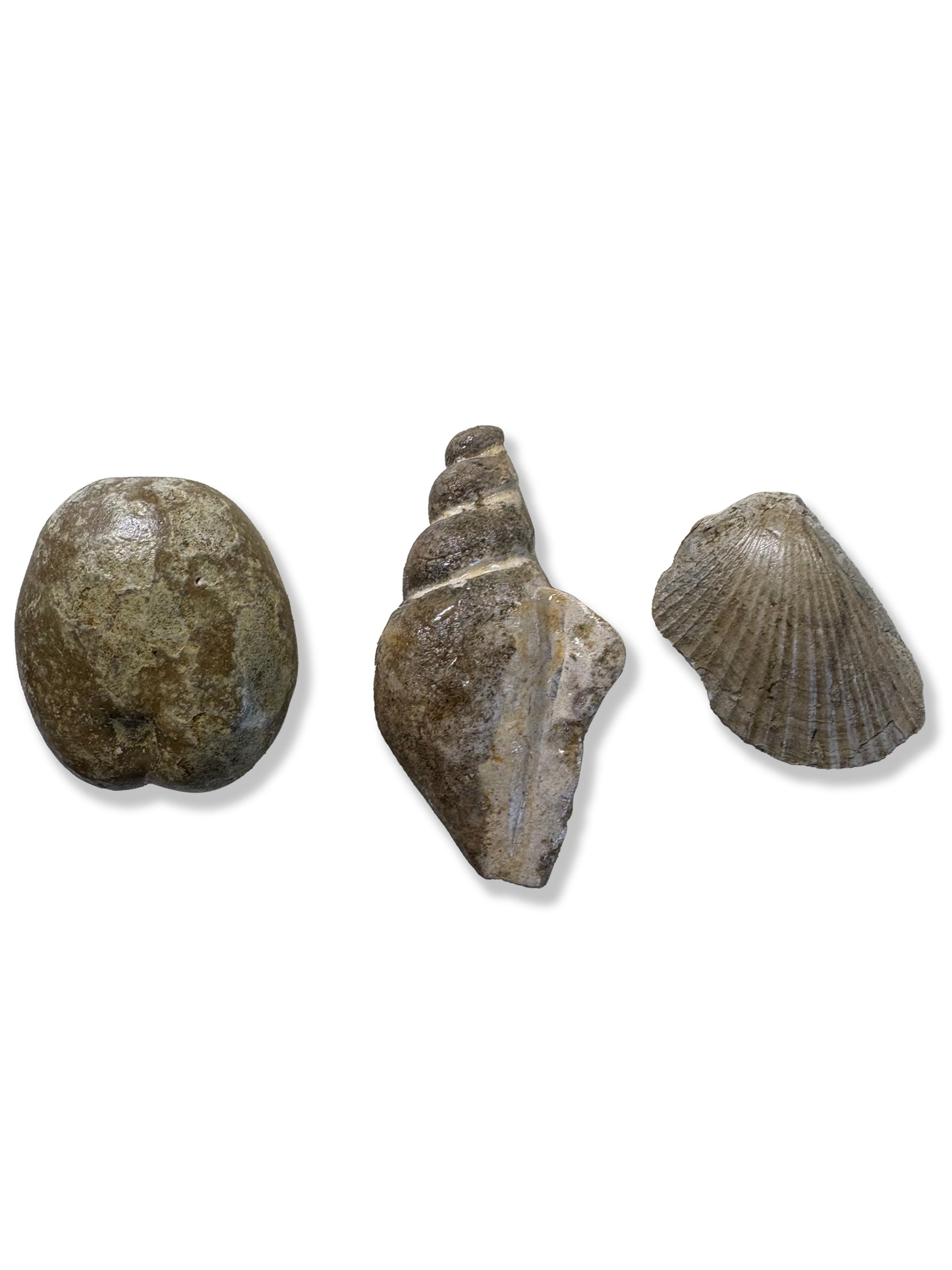 Texas Echinoid, Gastropod and Clam