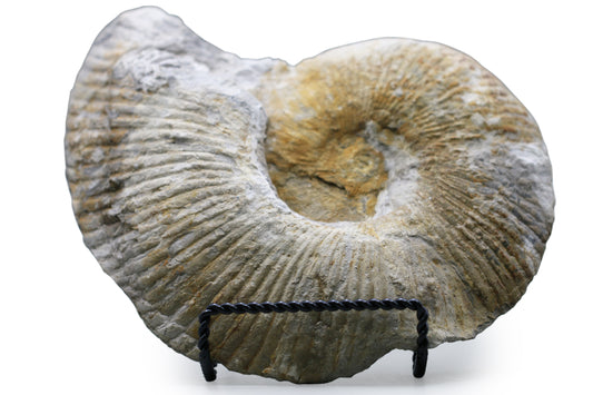 North Texas Ammonite Fossil