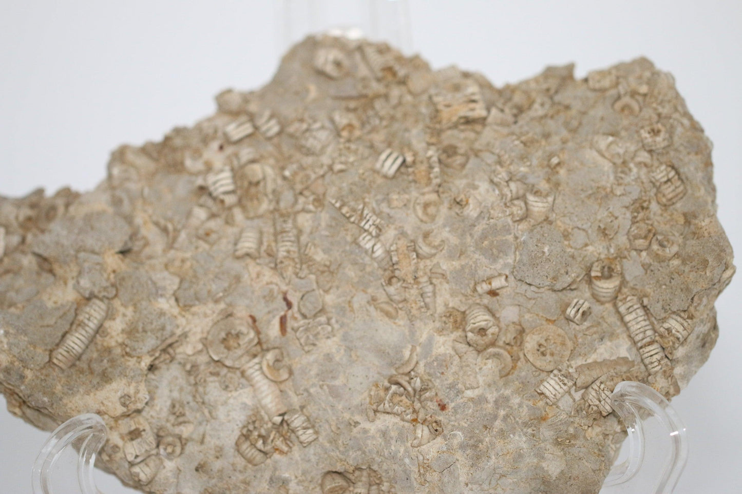 Texas Fossil Crinoid Stems - Annabel's Jewelry & Leather