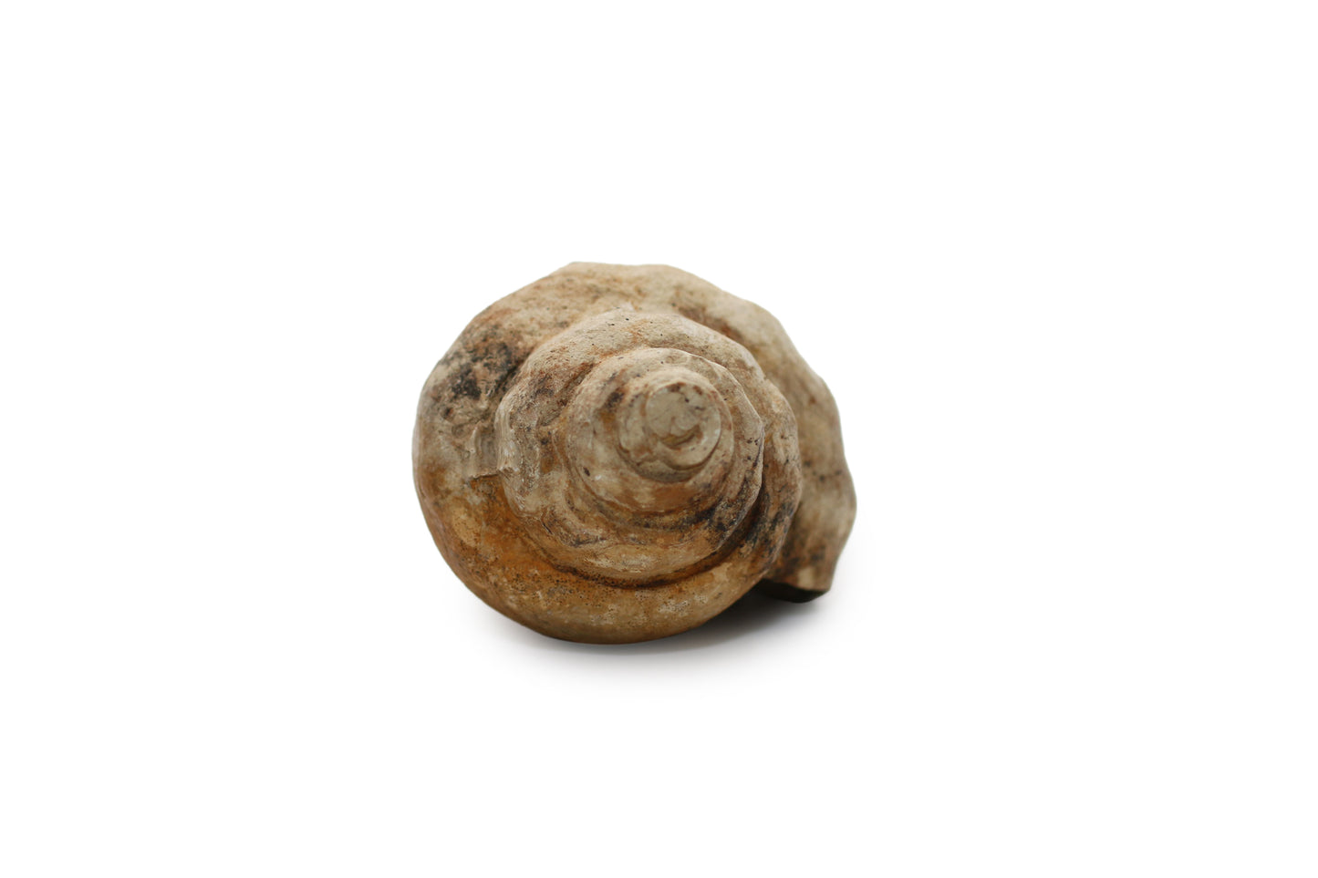 My First Fossil-Not for Sale