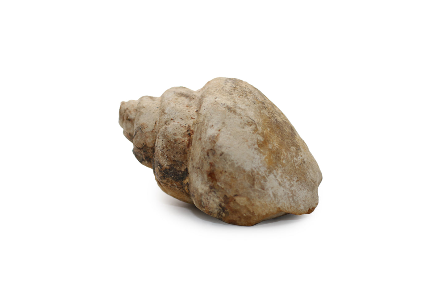 My First Fossil-Not for Sale
