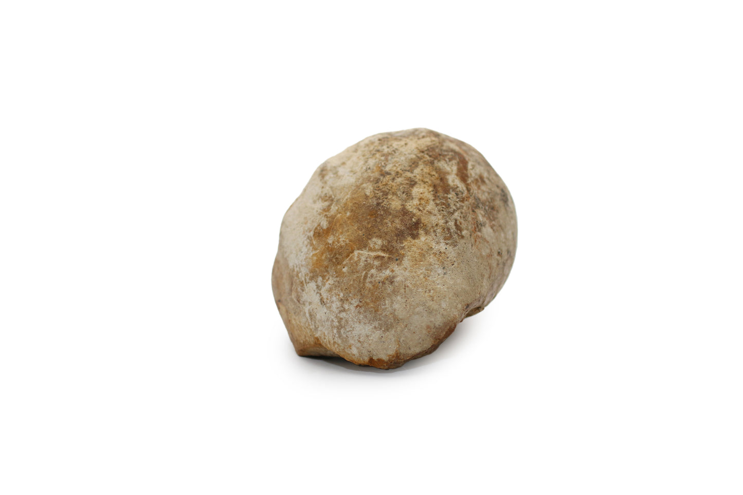 My First Fossil-Not for Sale