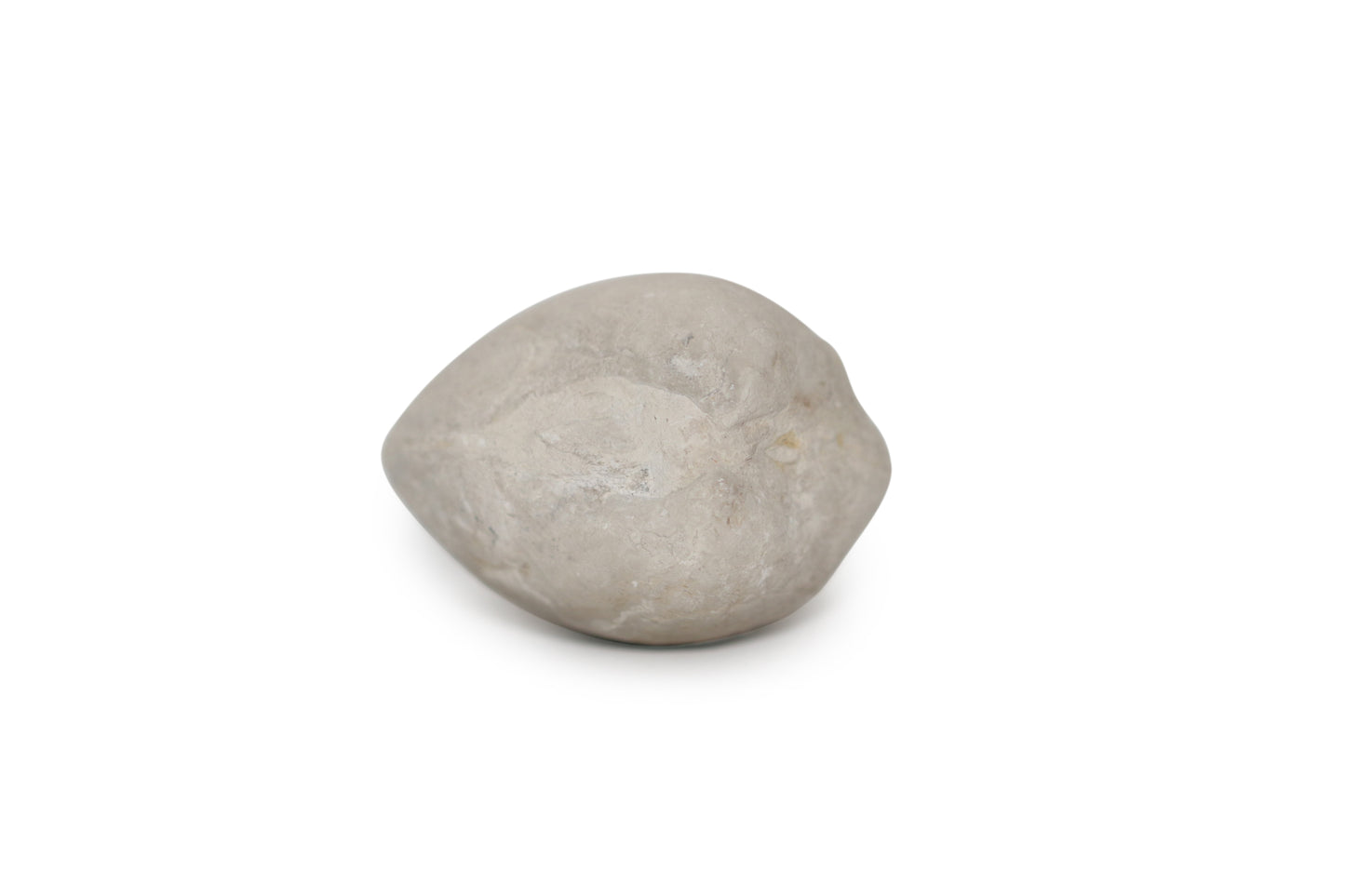 Texas Fossil Clam
