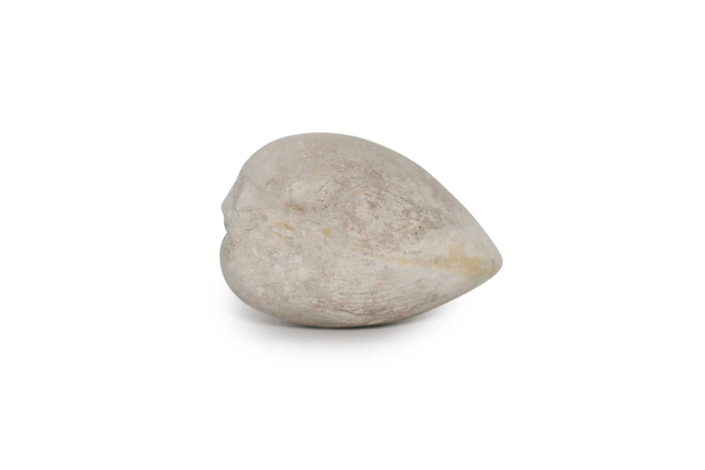 Texas Fossil Clam