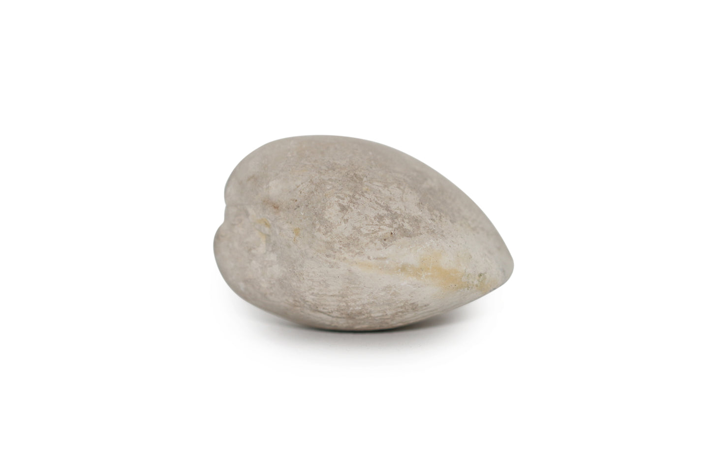 Texas Fossil Clam