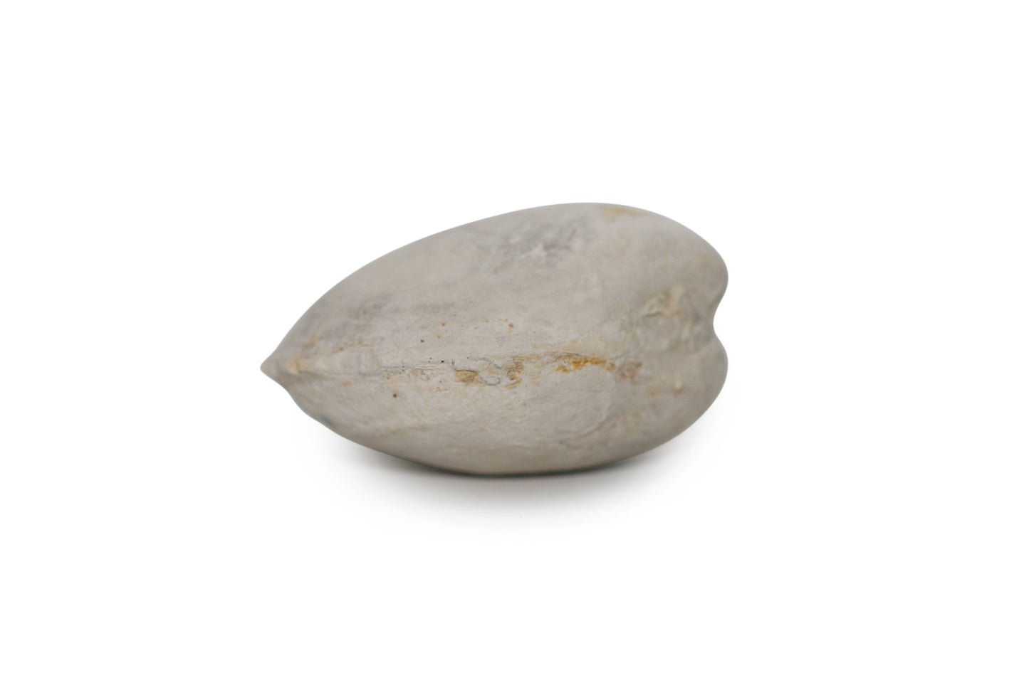 Texas Fossil Clam