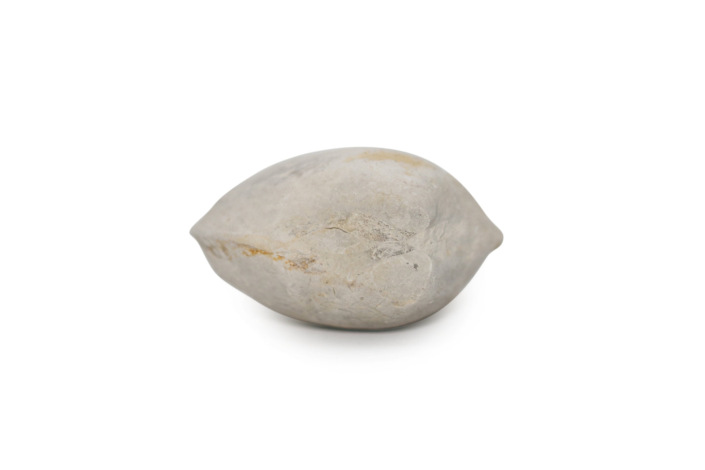 Texas Fossil Clam