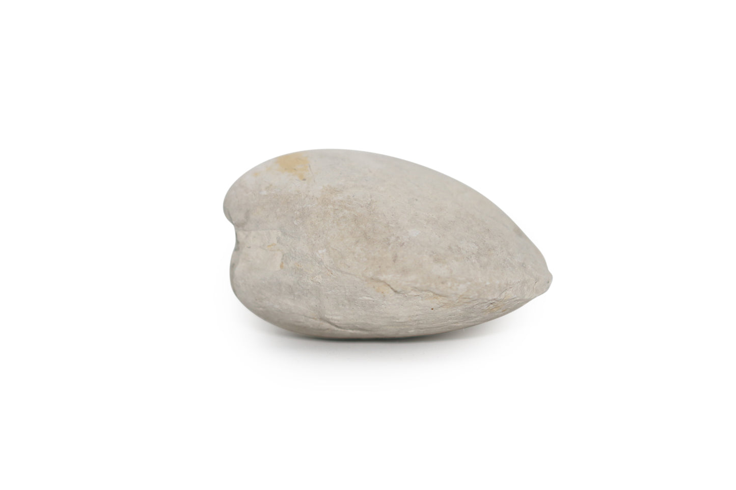 Texas Fossil Clam