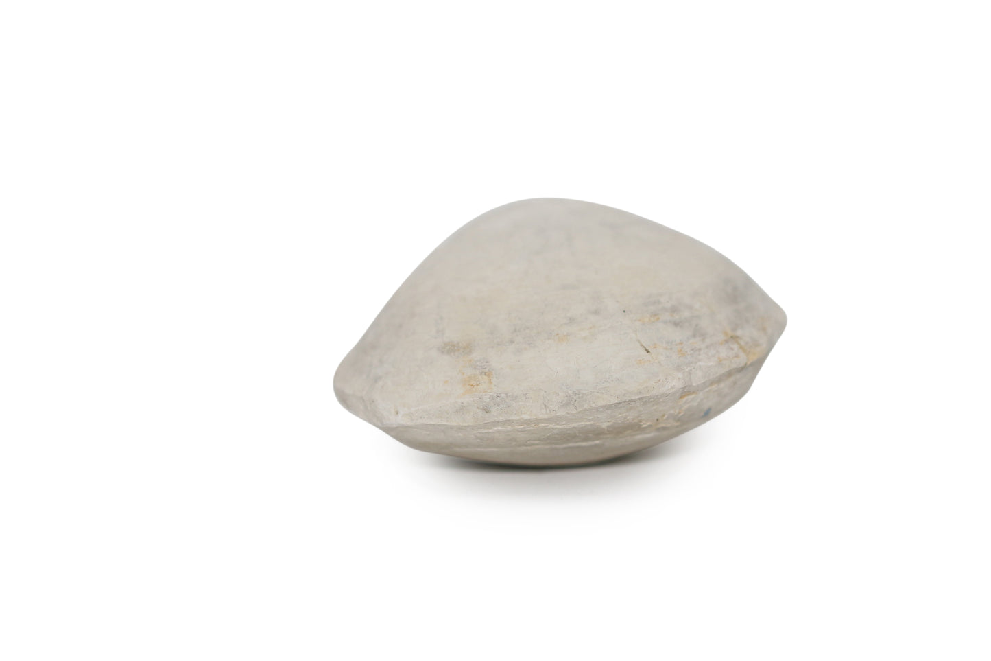 Texas Fossil Clam