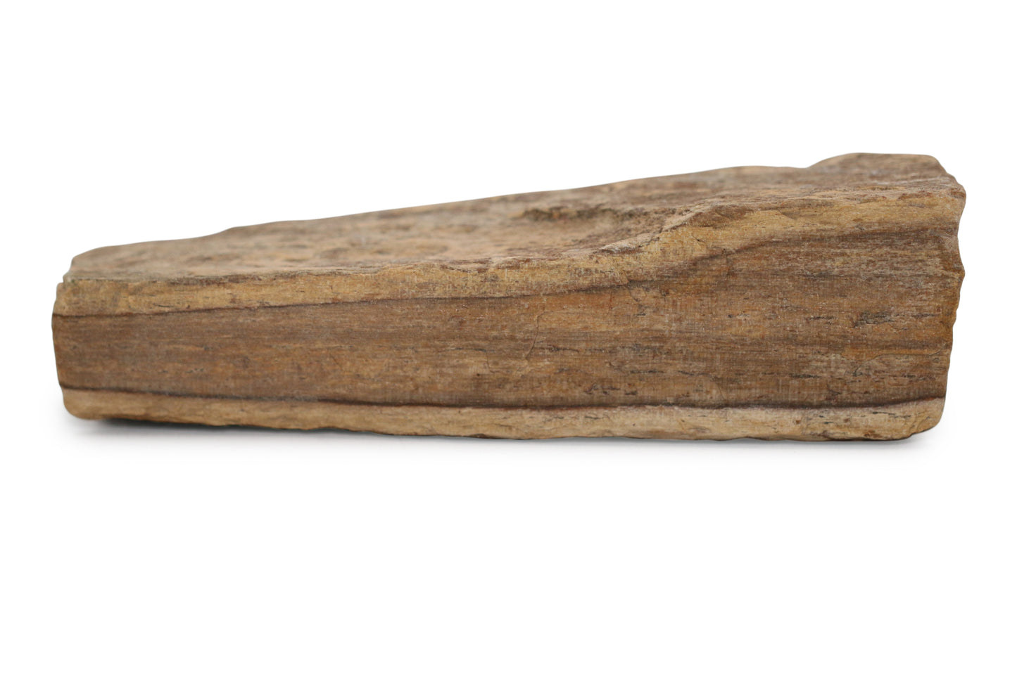 Texas Live Edge Petrified Wood