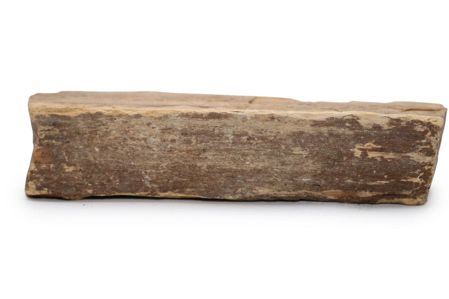 Texas Live Edge Petrified Wood
