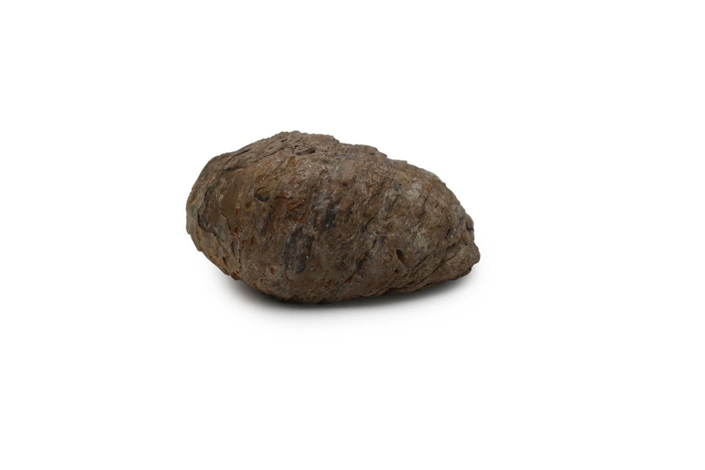 Exogyra Ponderosa Fossil