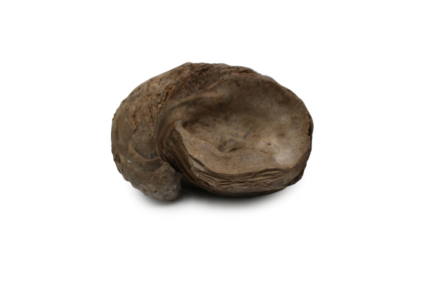 Exogyra Ponderosa Fossil
