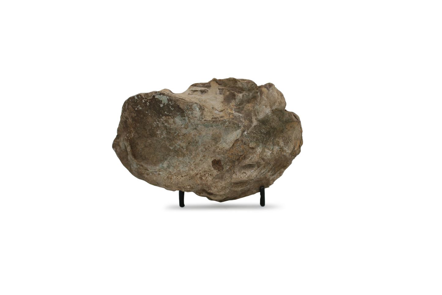 Oyster Fossil