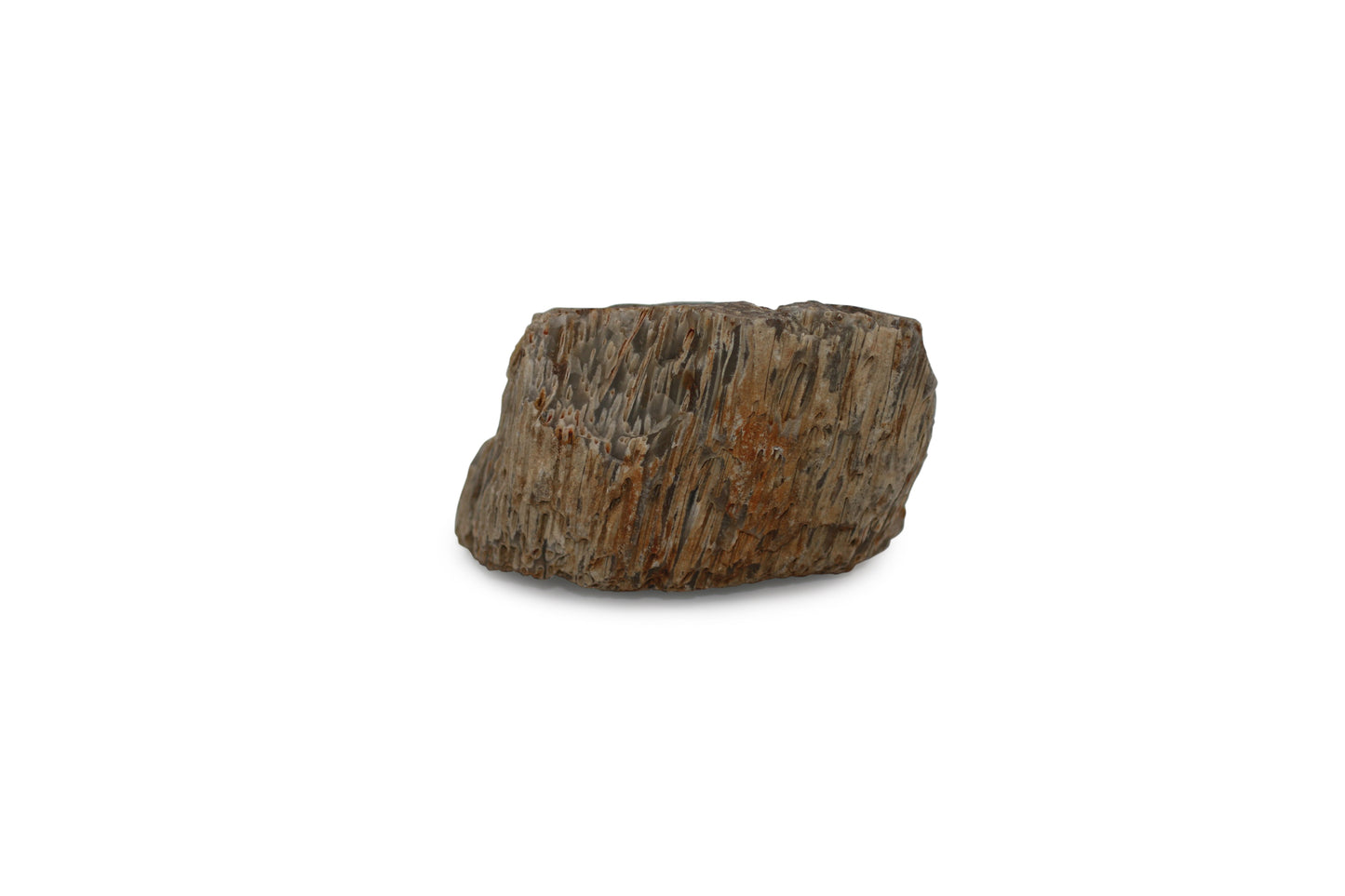 Texas Fossil Palmwood