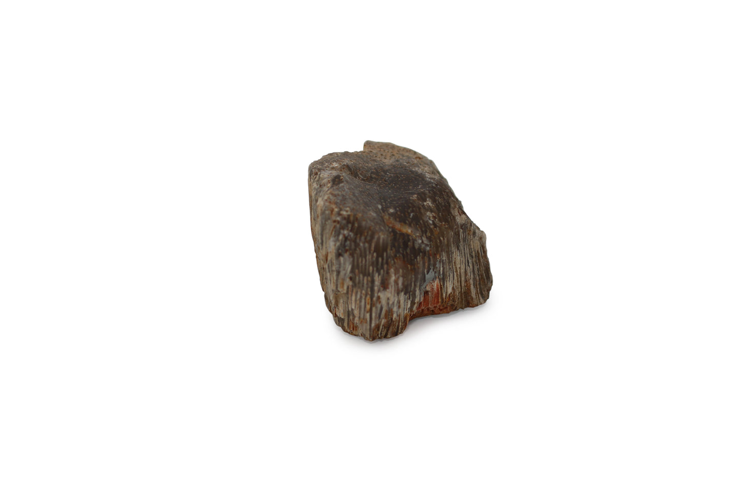 Texas Fossil Palmwood
