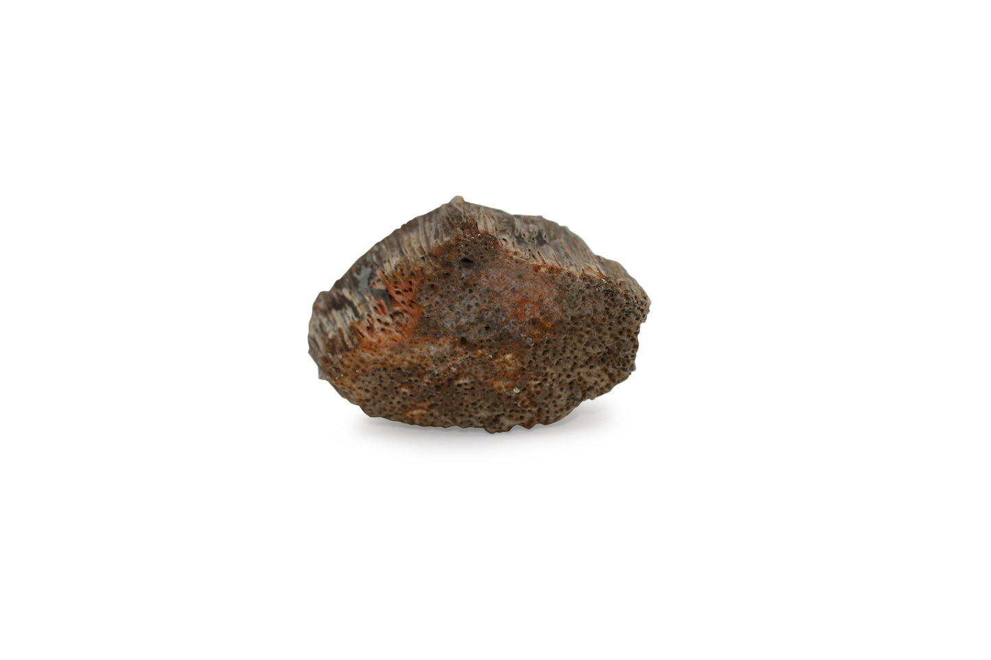 Texas Fossil Palmwood