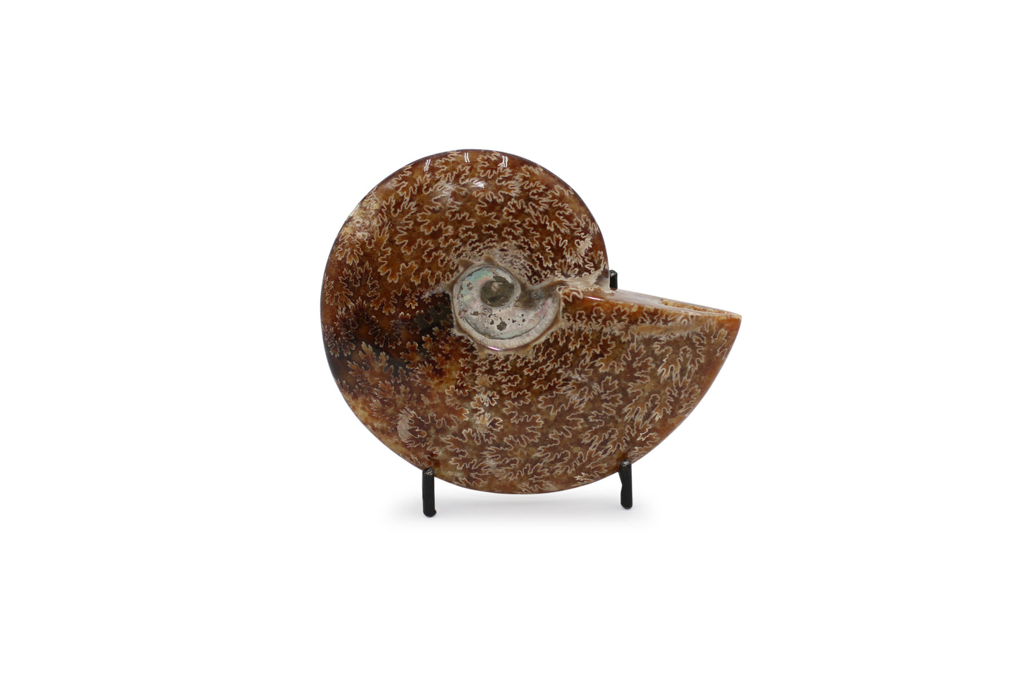Ammonite Fossil