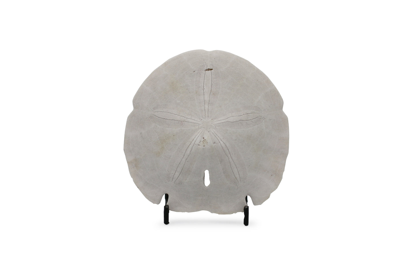 Sand Dollar Seashell