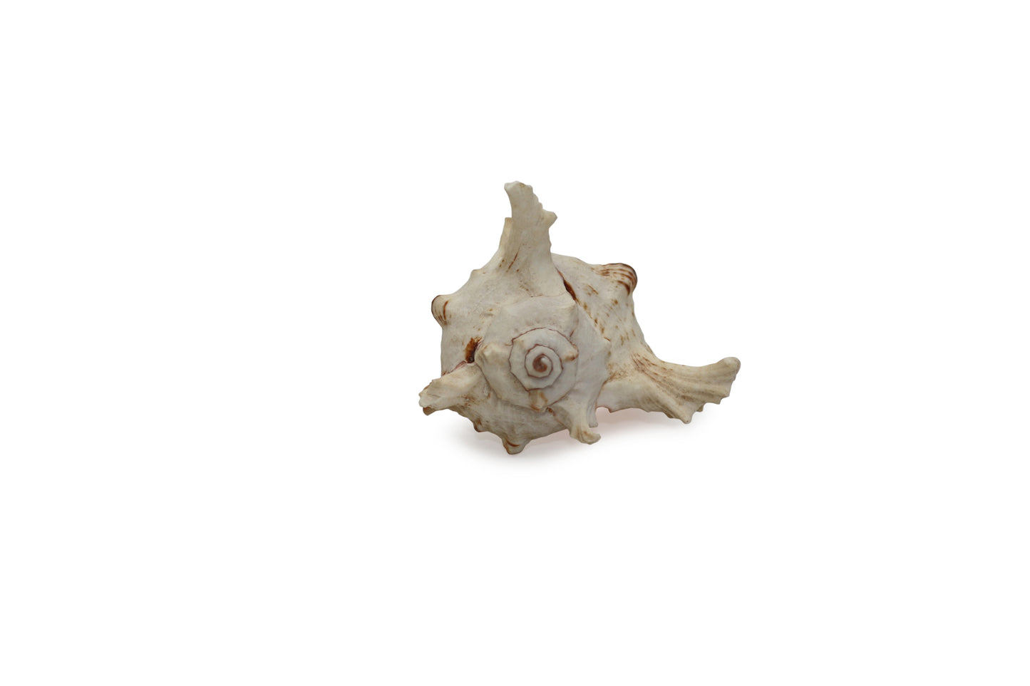 Seashell Nautical Decoration
