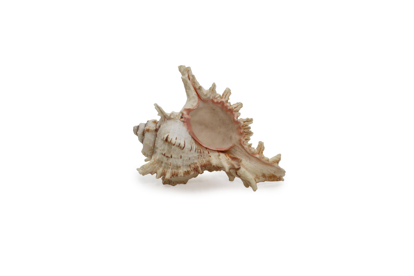 Seashell Nautical Decoration