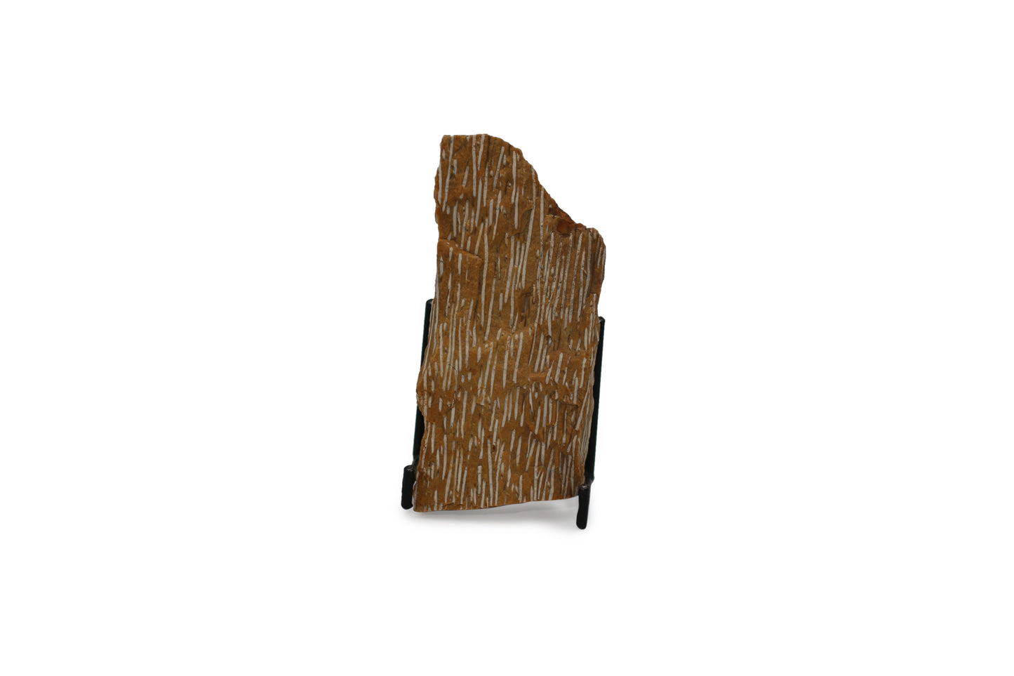 Fossil Palmwood