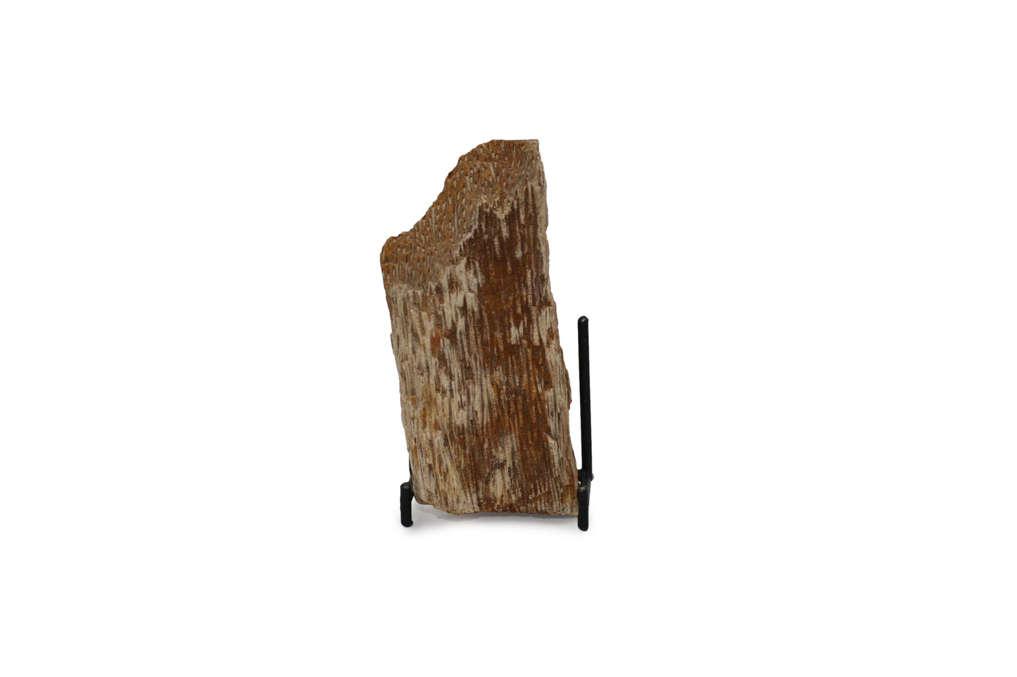 Fossil Palmwood