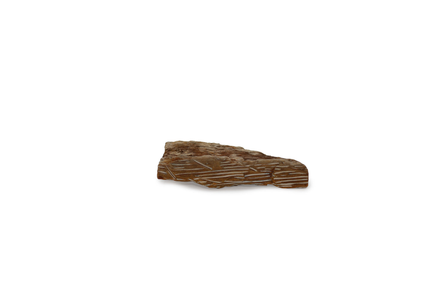 Fossil Palmwood