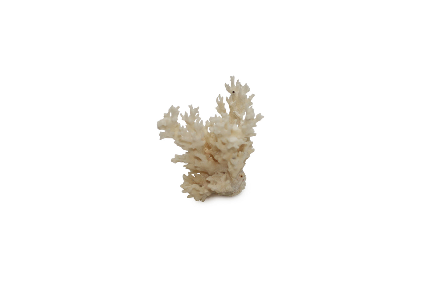 Sea Coral