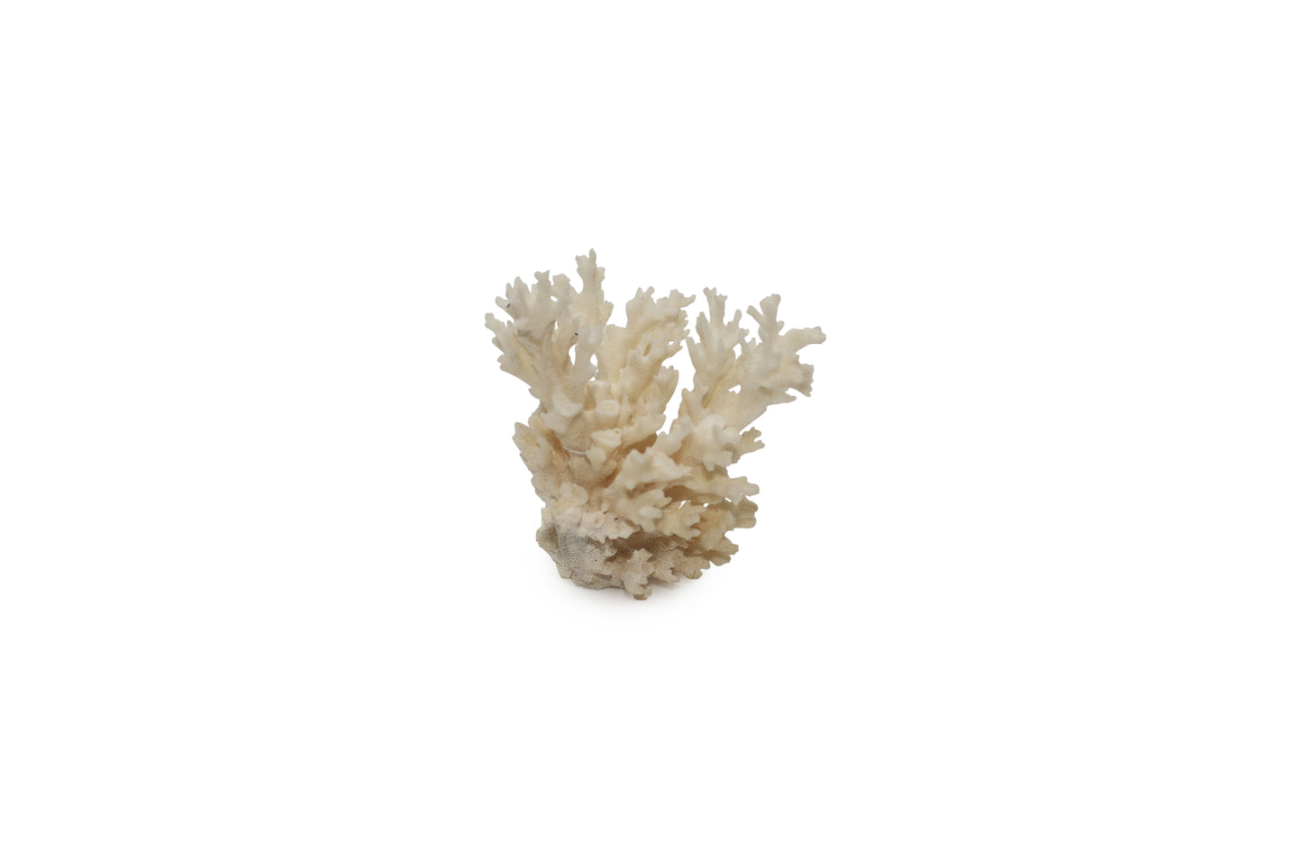 Sea Coral