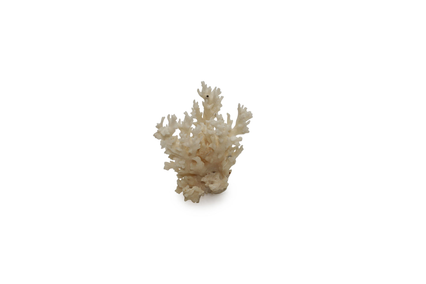 Sea Coral