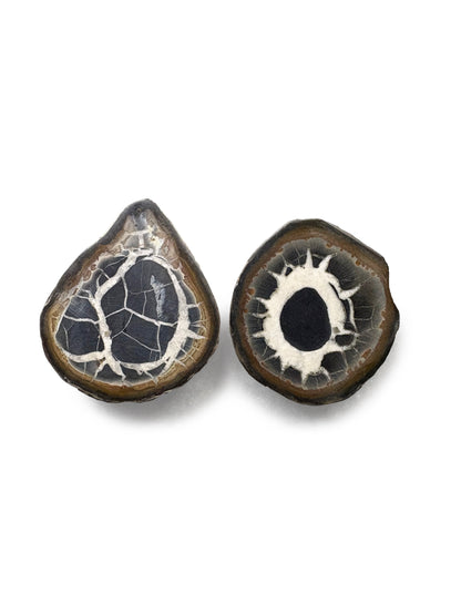 Septarian Nodules