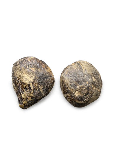 Septarian Nodules