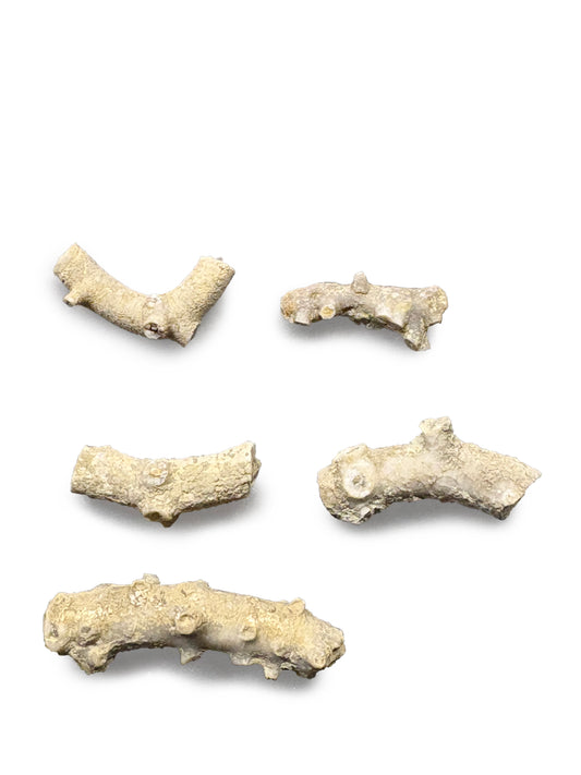 Crinoid Stems Collection