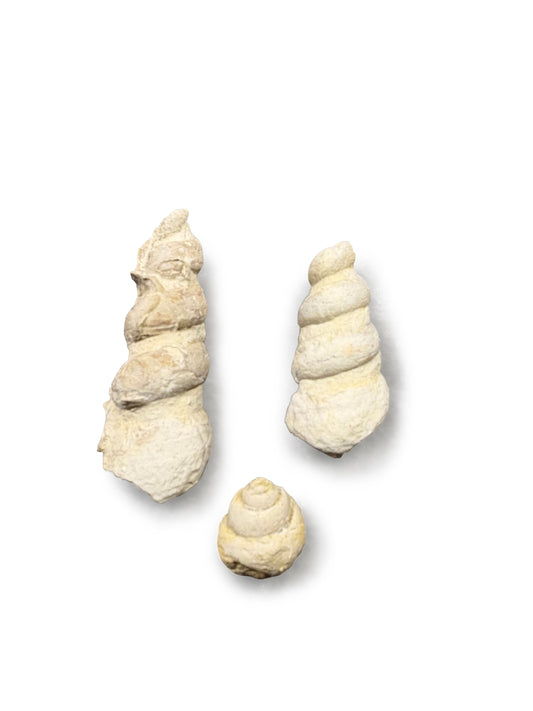 Turritella and Gastropod Collection