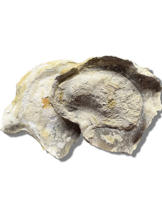 Texas Fossilized Oyster