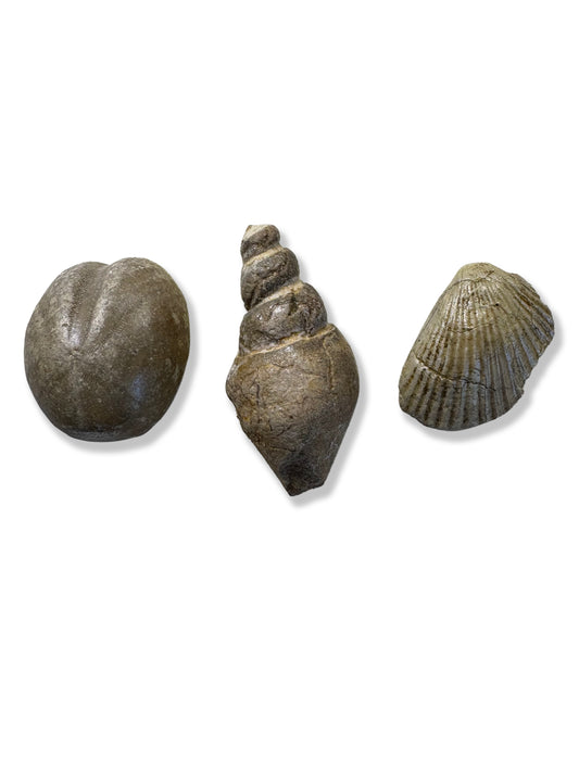 Texas Echinoid, Gastropod and Clam