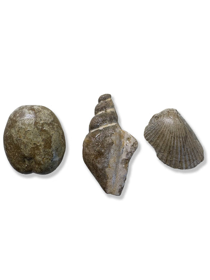 Texas Echinoid, Gastropod and Clam