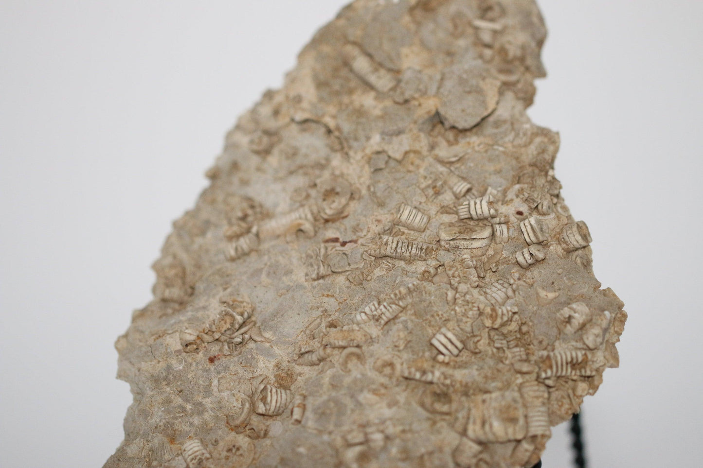 Texas Fossil Crinoid Stems