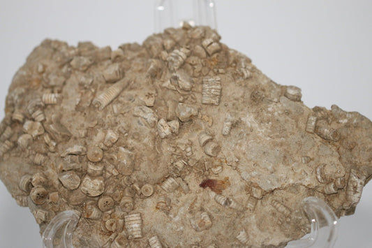 Texas Fossil Crinoid Stems - Annabel's Jewelry & Leather